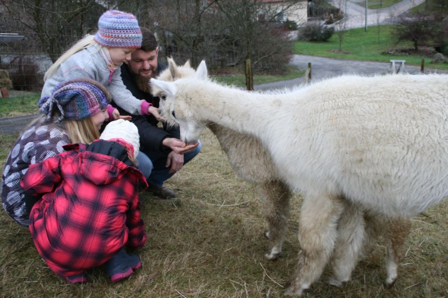 Vivien und ihre Schwestern füttern gemeinsam mit Papa Tobias die Alpacas
