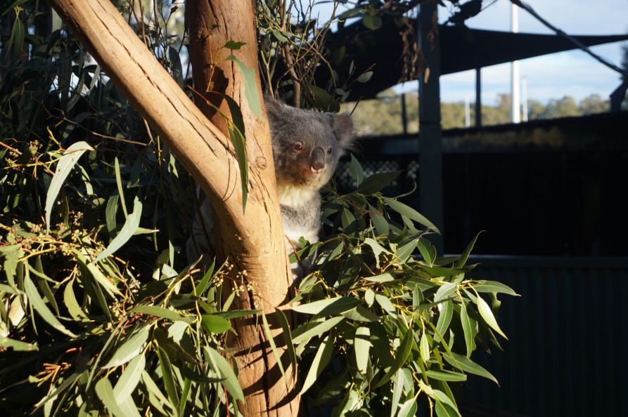 Auch Koalas wollten bestaunt werden.