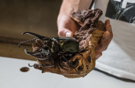 Riesen-Vierhorn-Käfer, ...