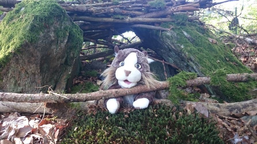 Die Wildkatze mit eingebauter Animation