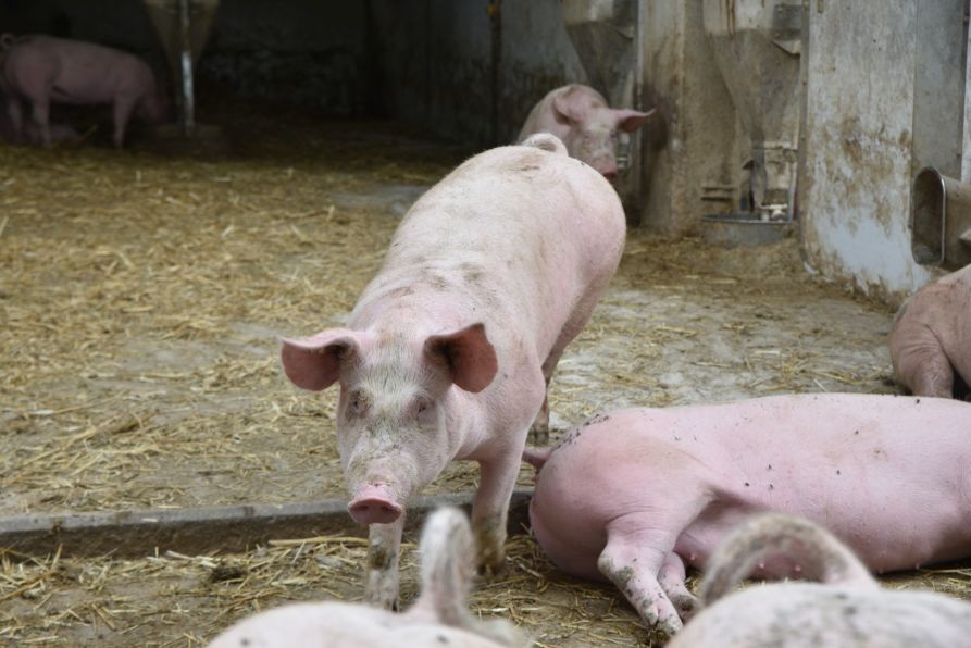 Neugierig begrüßten die Schweine die jungen Besucher. 