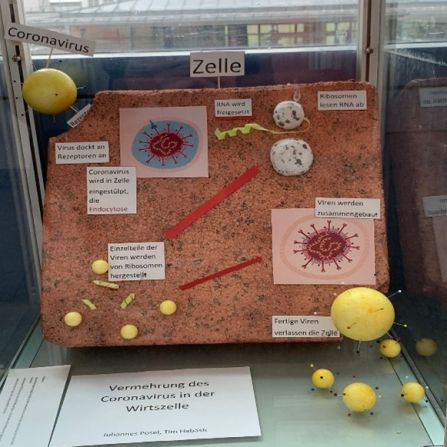 Zuallererst haben Tim Habash und Johannes Posel die Vermehrung des Coronavirus in der Wirtszelle mit einem selbstgebauten Modell dargestellt.