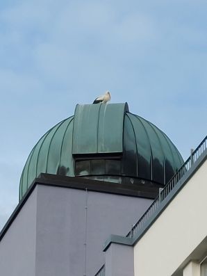 Meister Adebar macht es sich gemütlich.